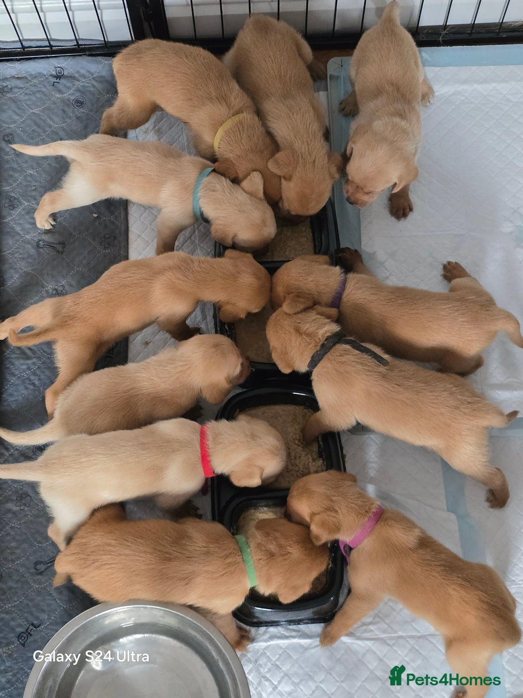 Labrador Retriever dogs for sale: KC REG Lab puppys x 2/11 ready to take home - Image 2