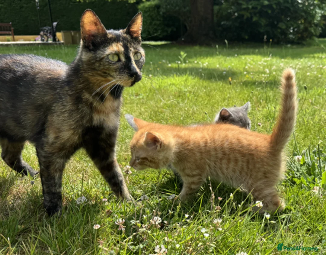Mixed Breed cats for sale: 4 Tortoiseshell Kittens Looking For A Loving Home - Advert 1