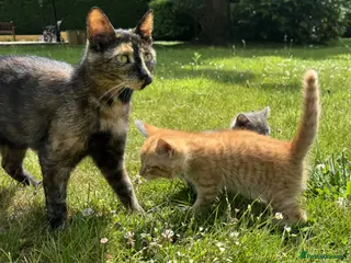 Mixed Breed cats 4 Tortoiseshell Kittens Looking For A Loving Home - Advert 1
