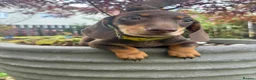 Dachshund dogs for sale: Beautiful Dachshund puppies  - Advert 4