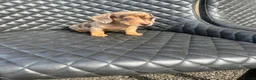Dachshund dogs for sale: Dachshund puppies  - Advert 15