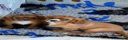 Cavalier King Charles Spaniel dogs for sale: KC REG HEALTH TESTED CAVALIER PUPPIES - Advert 9