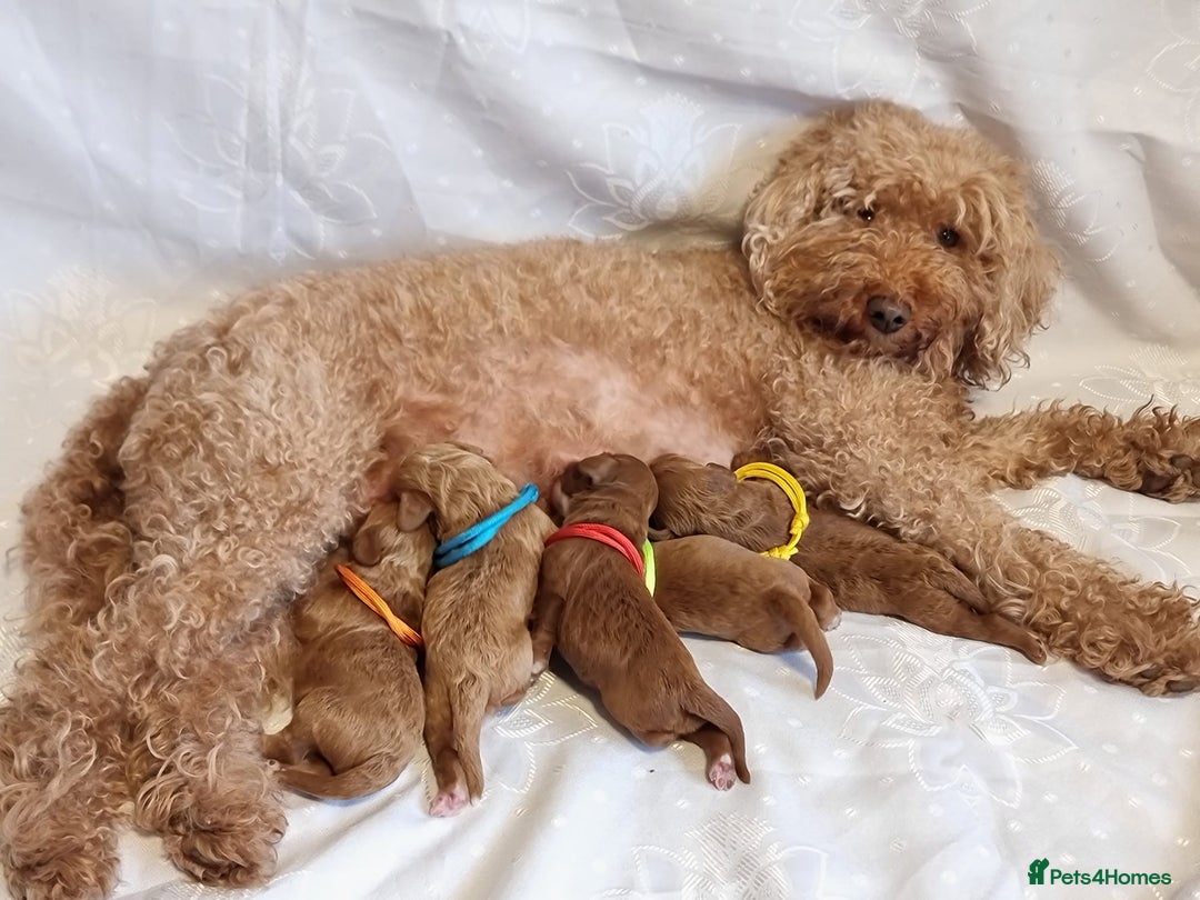 Cavapoo dogs for sale: Stunning F1 Cavapoo puppies, DNA tested parents  - Image 24