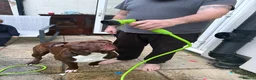 Mixed Breed dogs for sale: Woody  - Advert 4