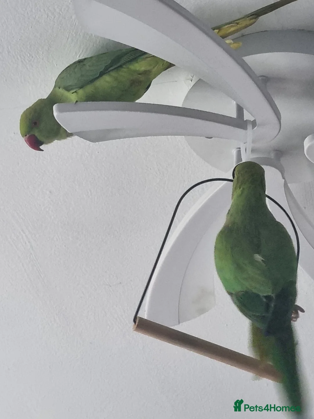 Parrots birds for sale: PARROT 🦜 india ring neck boy/girl large cage - Advert 3