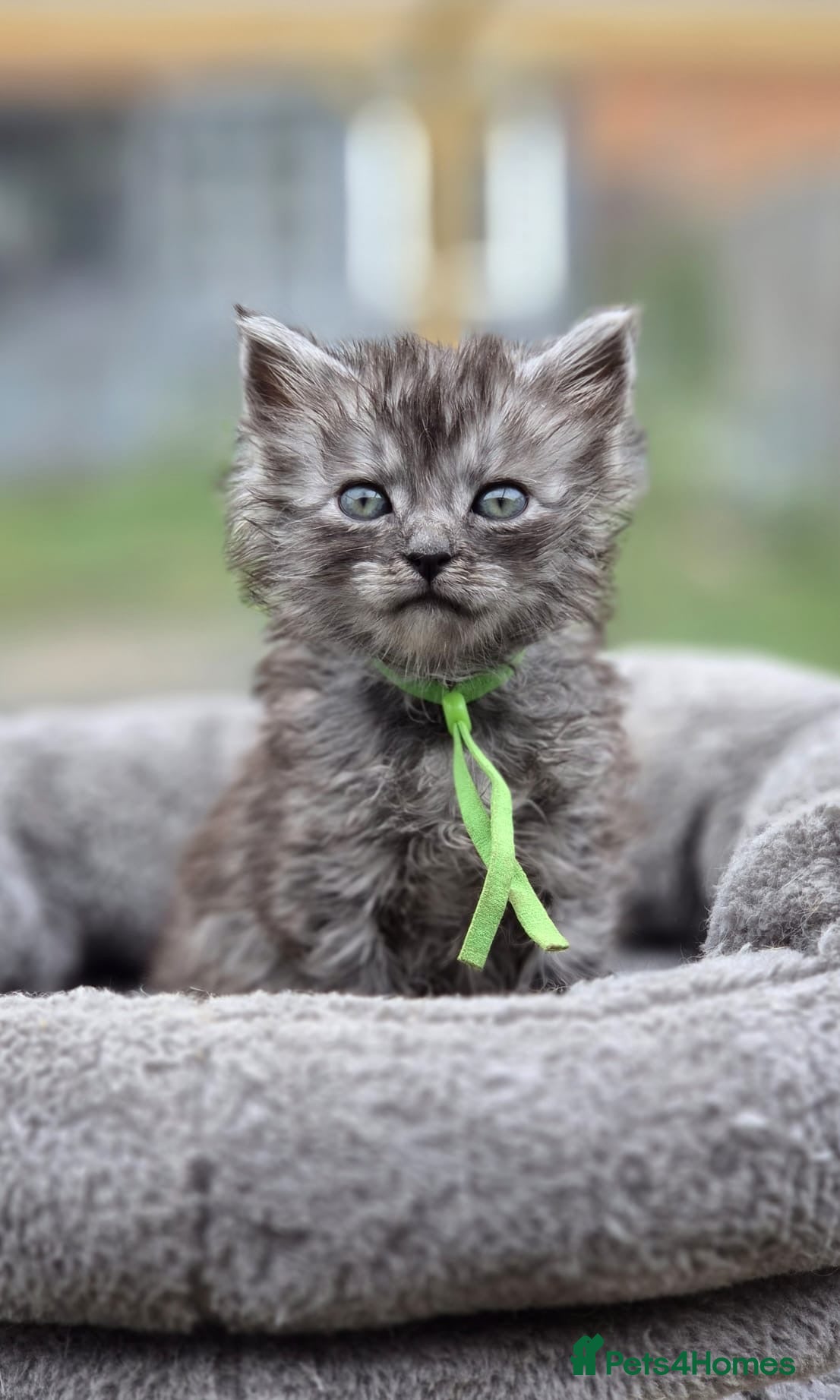 Maine Coon cats for sale: Stunning Maine Coon X Kittens - Advert 1