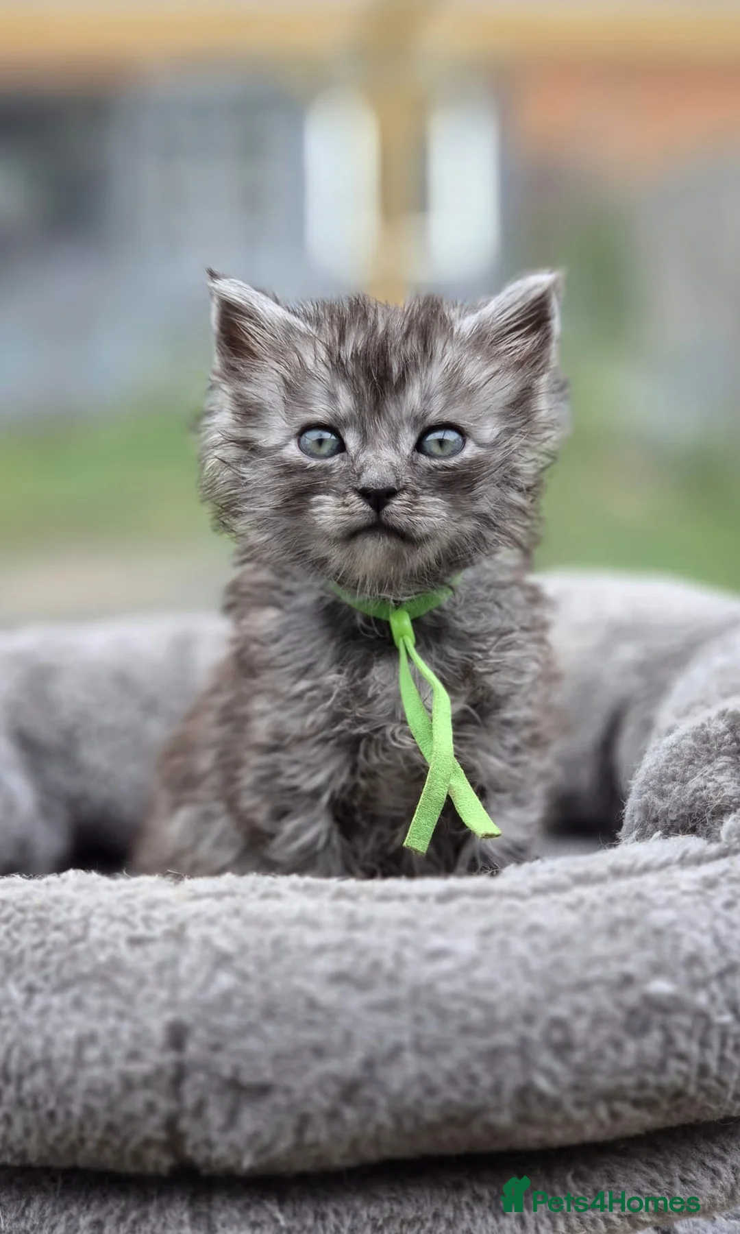 Maine Coon cats for sale: Stunning Maine Coon X Kittens - Advert 1