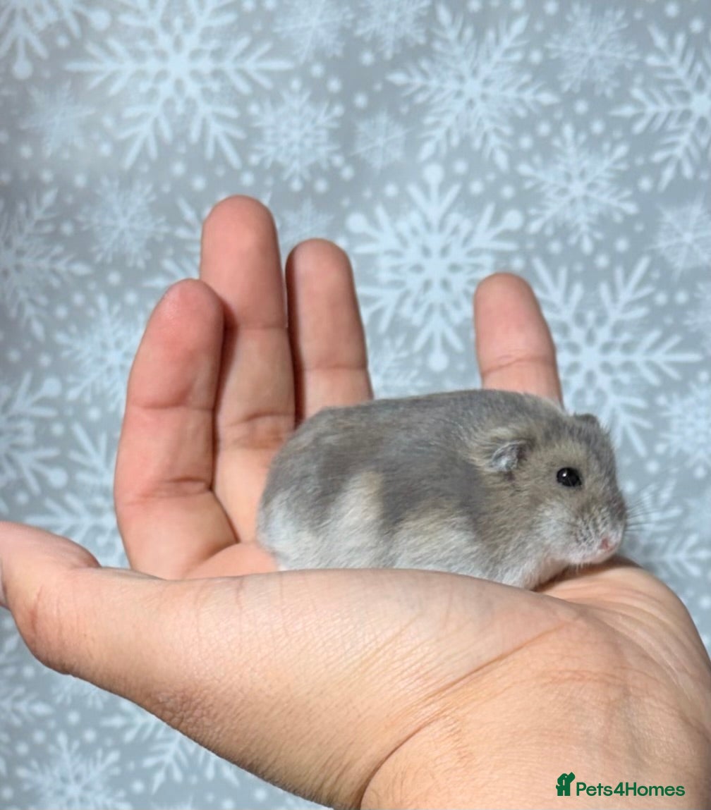 Hamster rodents TAME PEDIGREE WINTER WHITE DWARF HAMSTERS - Advert 1