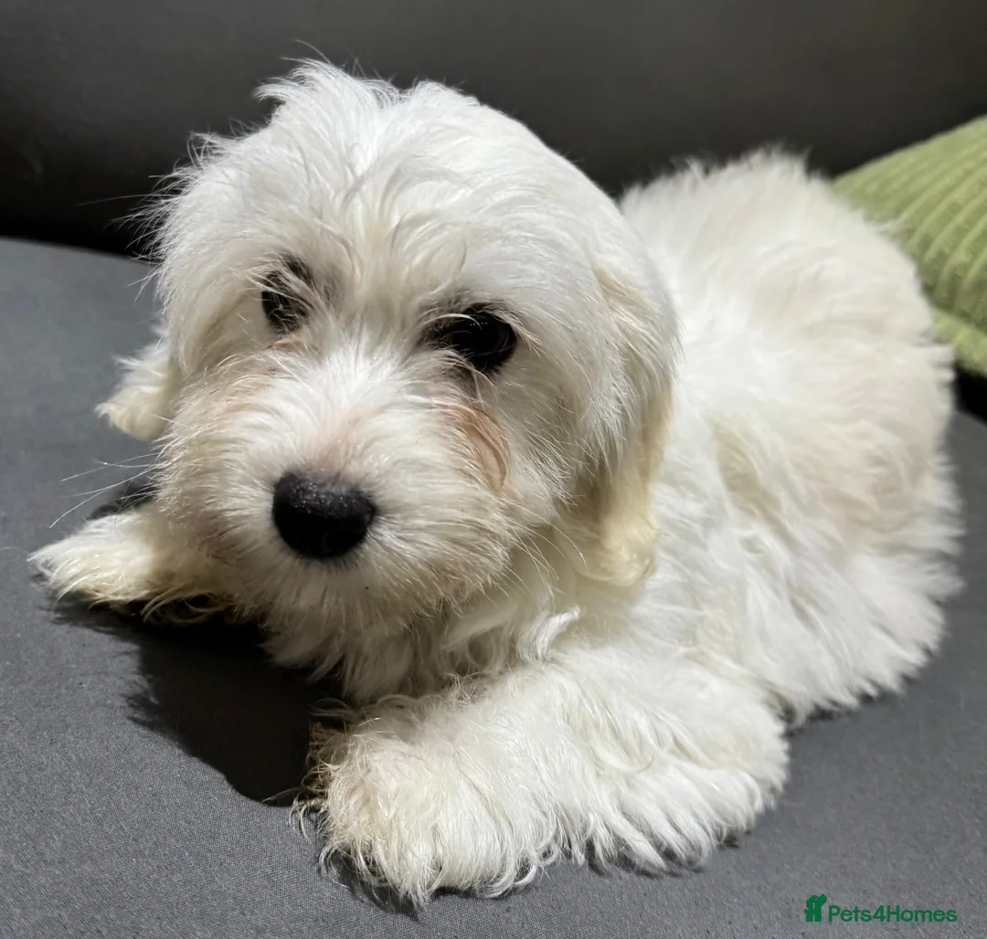 Coton De Tulear dogs for sale: Coton de tulear for sale  - Advert 1
