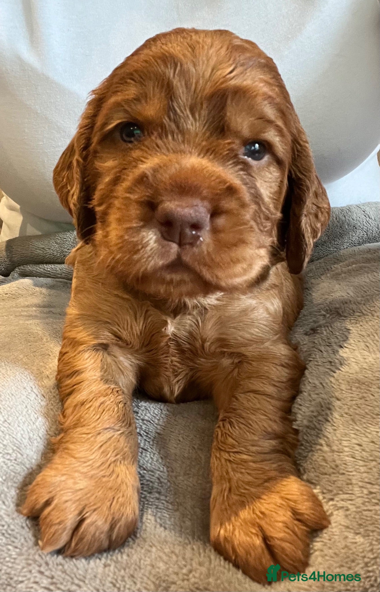 Cocker Spaniel dogs Gorgeous PRA/FN clear working cocker puppies  - Advert 1