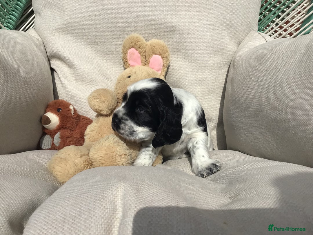 Cocker Spaniel dogs for sale: Show cocker pups  K.C. Reg. AMS. PRA. And FN clear - Image 6