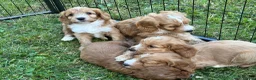 Cockapoo dogs for sale: Beautiful cockapoos - Advert 16