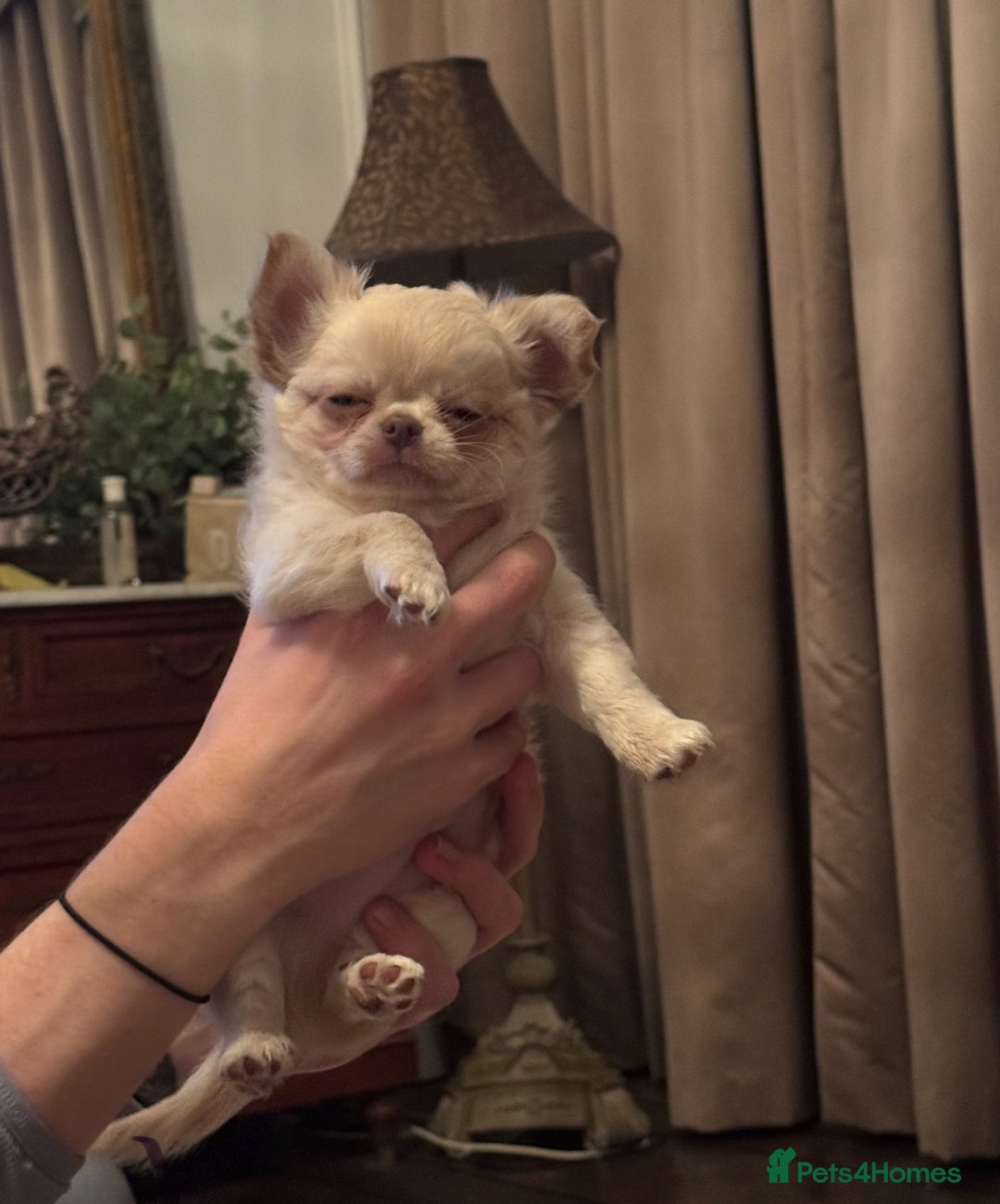 Chihuahua dogs for sale: Chihuahua long-coat puppy KC reg 🤍 - Advert 5