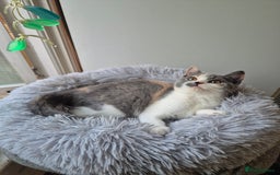 British Shorthair cats for sale: BSH from GCCF parents, champions in pedigree - Image 7