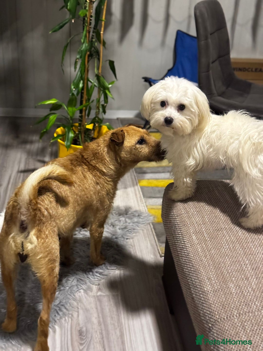 Mixed Breed dogs for adoption: Sweet Molly Needs Love  - Advert 8