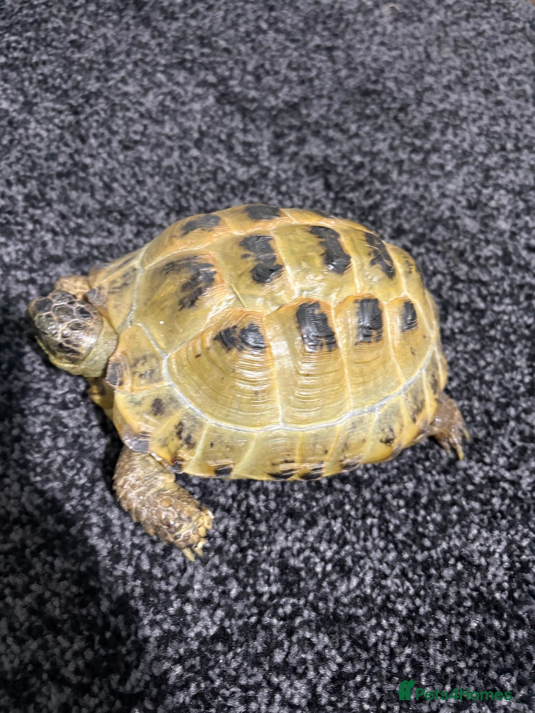 Tortoise reptiles for sale: Tortoise for sale  - Advert 4