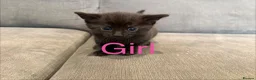 Mixed Breed cats for sale: 4 kittens for sale  - Advert 10