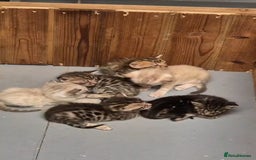 Bengal cats for sale: Pure Bengal kittens  - Image 6