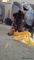 German Shepherd dogs - Advert 3