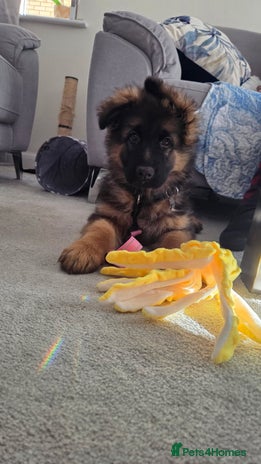 German Shepherd dogs - Advert 1