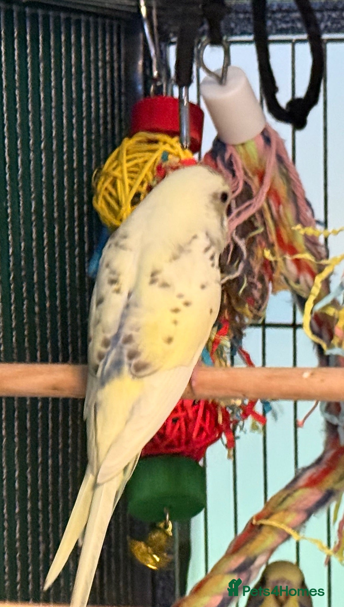 Budgerigars birds Pair bonded 9 week old baby budgies   - Advert 2