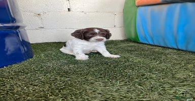 English Springer Spaniel dogs - Advert 5
