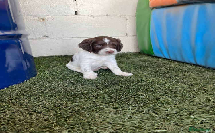 English Springer Spaniel dogs - Advert 1