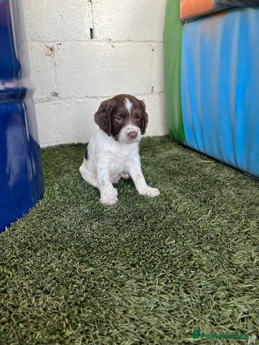 English Springer Spaniel dogs for sale: Health Tested & Part Trained - Image 3