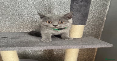 British Shorthair cats - Advert 9