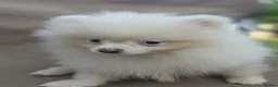 Pomeranian dogs for sale: Beautiful pomeranian  puppies ready to go - Advert 15
