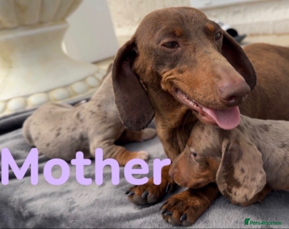Miniature Dachshund dogs Miniature Dachshund puppies  - Advert 1