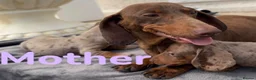 Miniature Dachshund dogs for sale: Miniature Dachshund puppies  - Advert 1