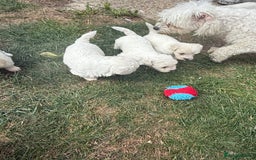 Maltese dogs for sale: I need a new home! - Image 2