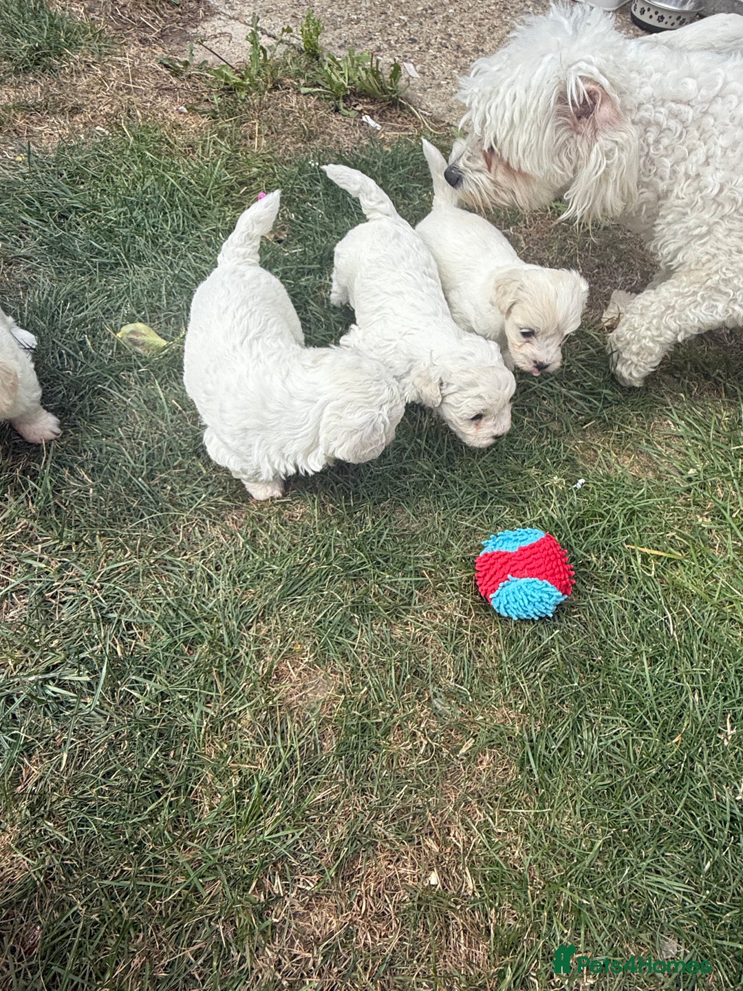 Maltese dogs for sale: I need a new home! - Image 2