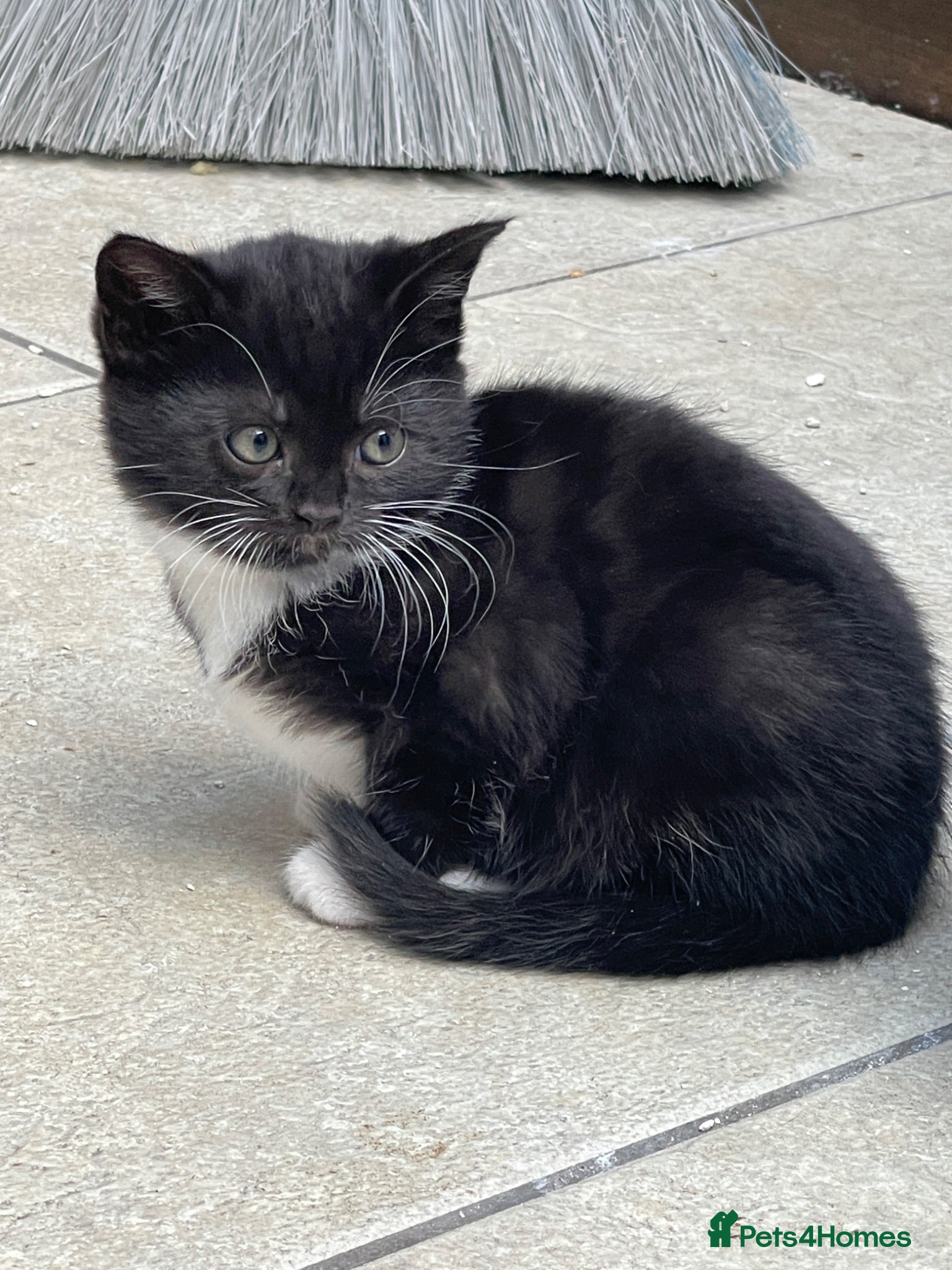 Mixed Breed cats Adorable Kittens Looking for Loving Homes - Advert 2