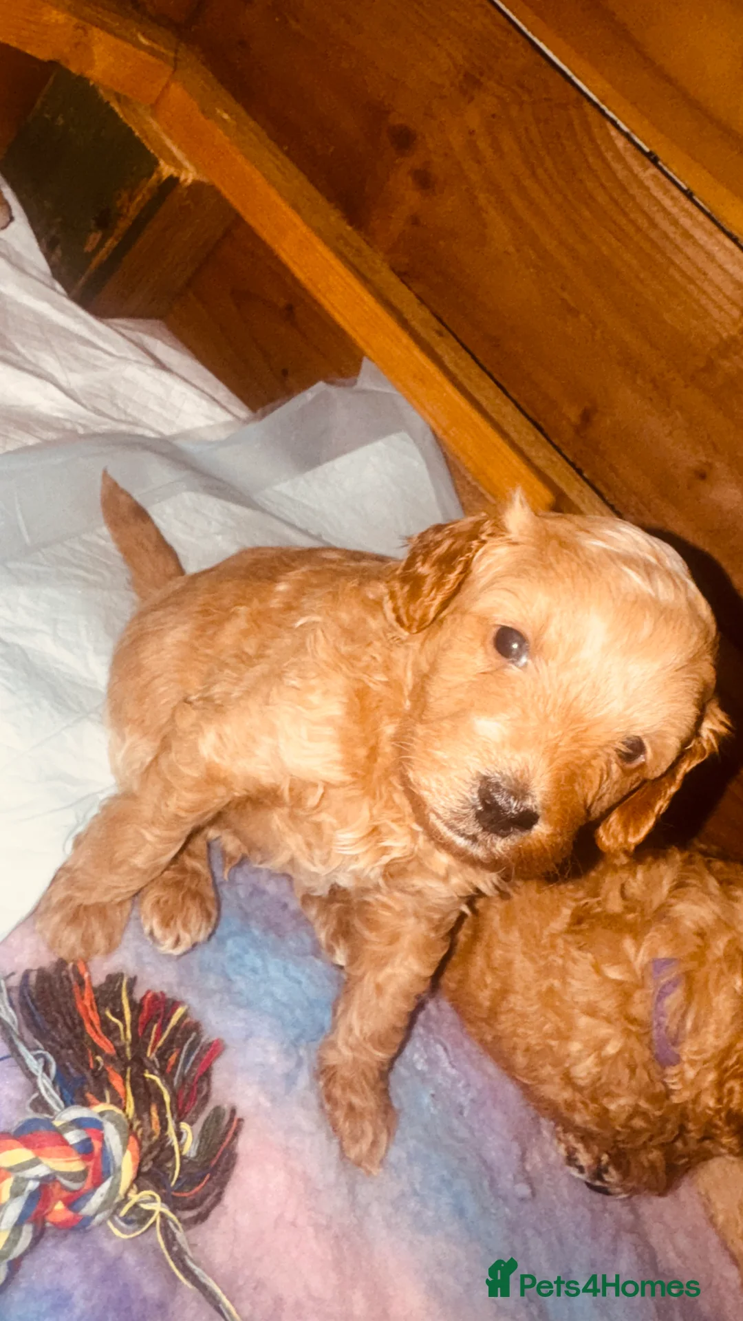 Labradoodle dogs for sale: F2bs labradoodle puppies  - Advert 17