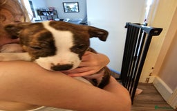 Staffordshire Bull Terrier dogs for sale: Staffordshire bull terrier puppy  - Image 7