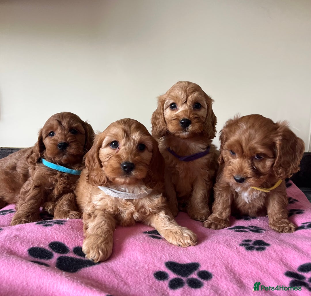 Cockapoo dogs for sale: Cockapoo puppies  - Image 8