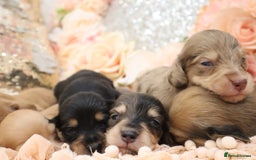 Miniature Dachshund dogs for sale: KC Longhair Miniature Dachshund Puppies - Image 22