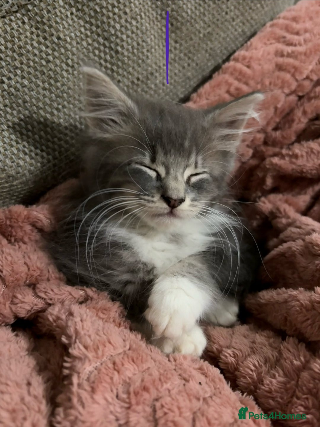 Mixed Breed cats for sale: 3 beautiful female kittens  - Image 5