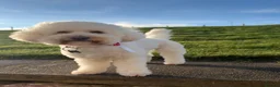 Poochon dogs for sale: 🐾 Beautiful Poochon Puppies – 4 Girls & 1 Boy 🐾 in Ruthin - Advert 3