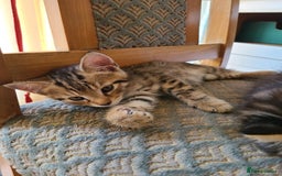 Mixed Breed cats for sale: 4 flufball looking for new home - Image 18