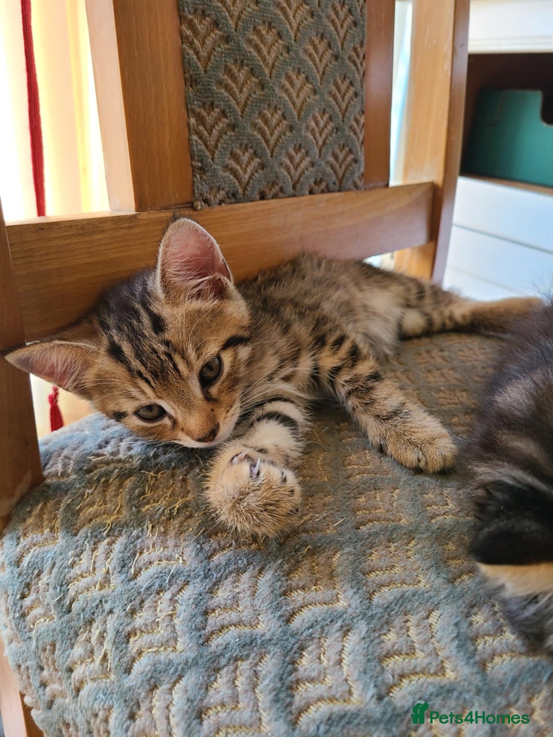 Mixed Breed cats for sale: 4 flufball looking for new home - Image 18