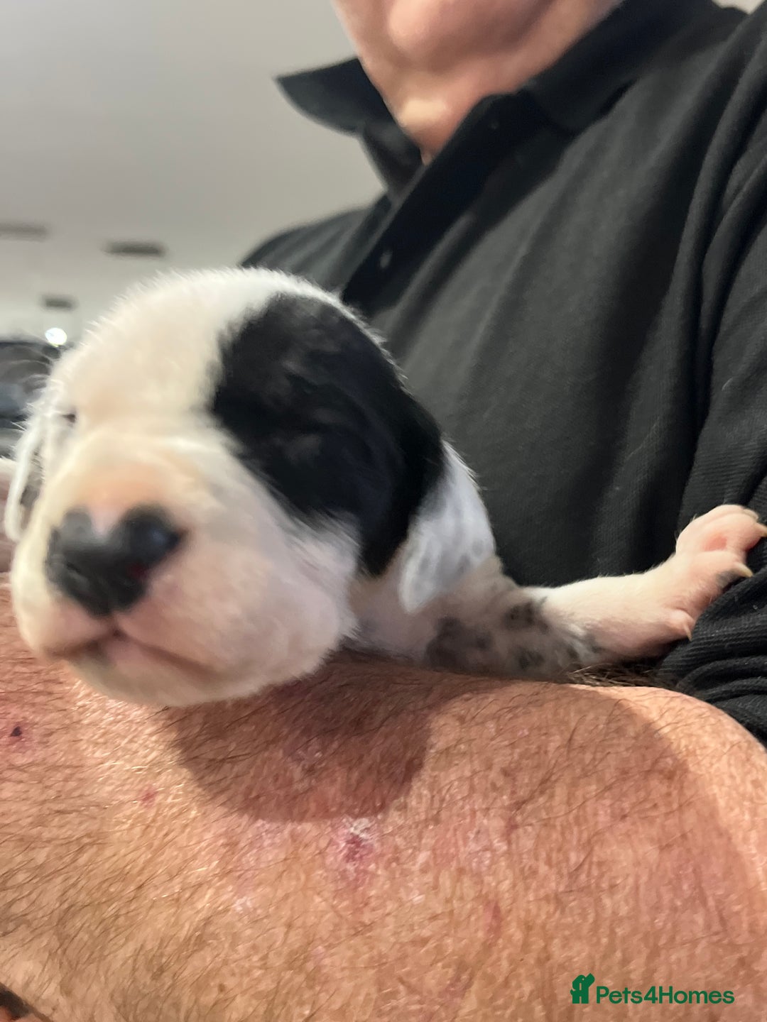 Dalmatian dogs for sale: Top quality Dalmatian puppies 5* homes  - Advert 2