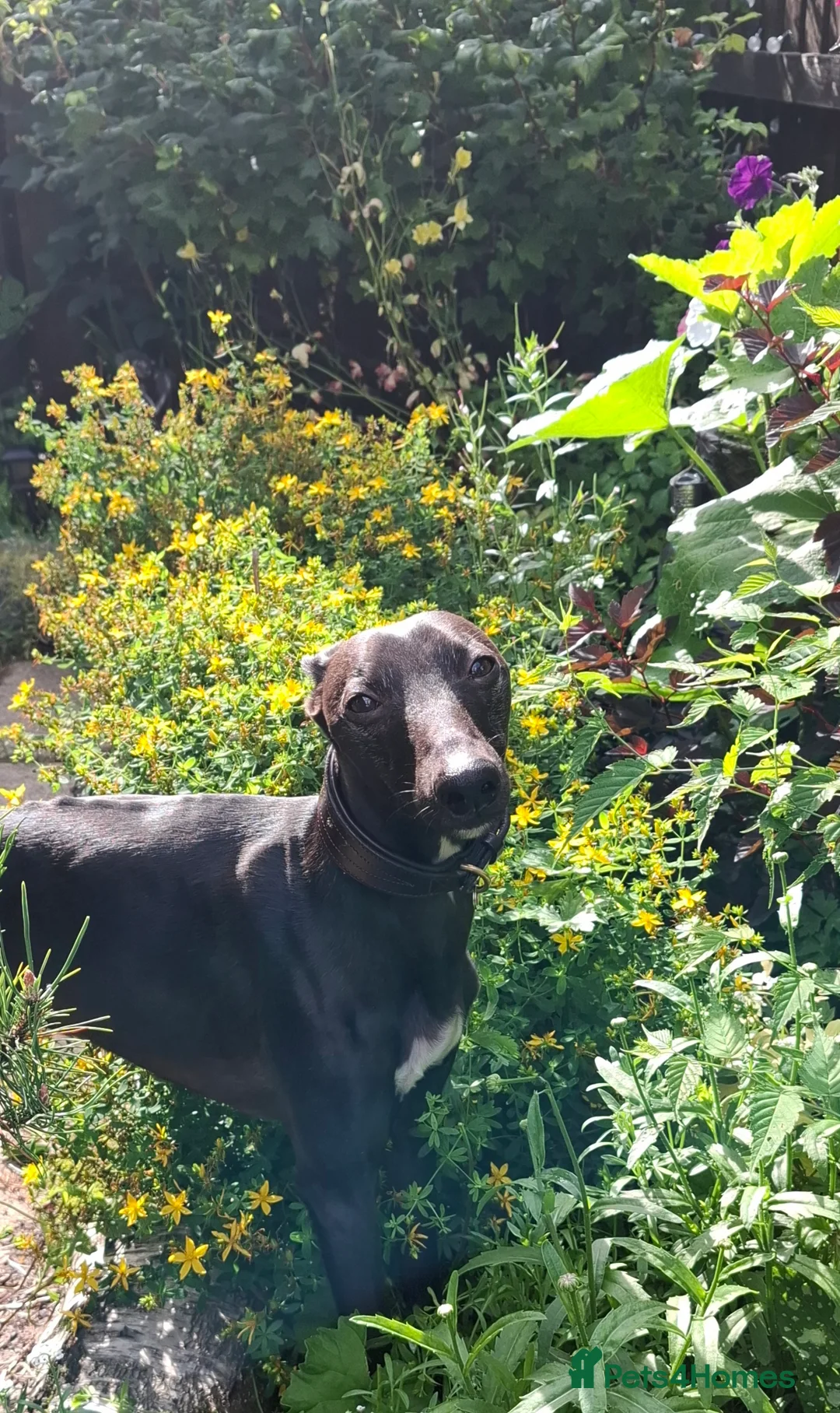 Whippet dogs for stud: Eidynrock Sangoma with Silkspun ,Sportingbred.X in Glasgow - Advert 39