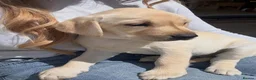 Labrador Retriever dogs for sale: Last girl of the litter “Pickle”  in Wymondham - Advert 6