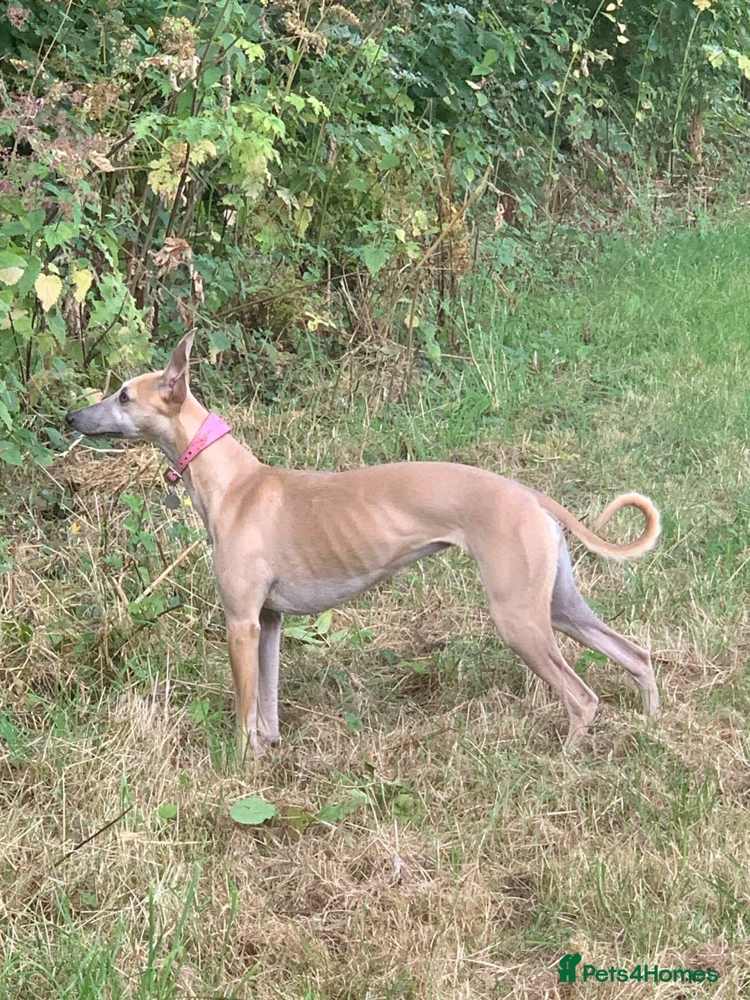 Whippet dogs for sale: 2 Gorgeous KC registered boy whippet puppies  - Advert 9