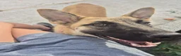Mixed Breed dogs for adoption: Meet Peanut, currently residing in Torquay in Torquay - Advert 2