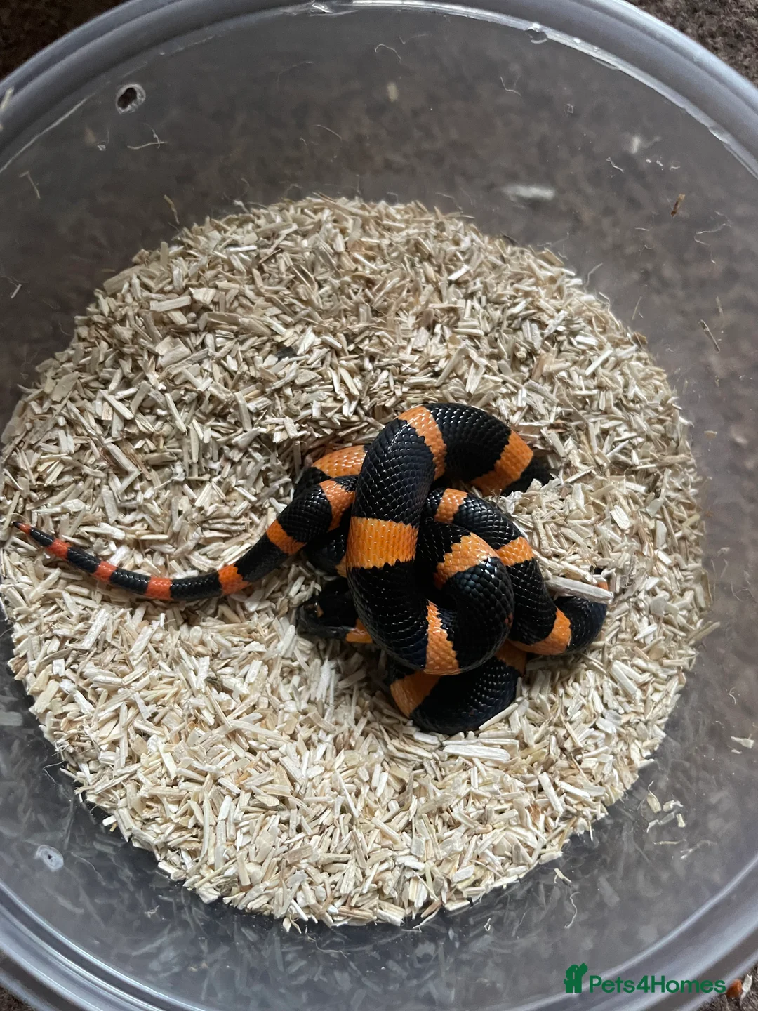 Corn Snake reptiles for sale: MBK & Milk snake - Advert 1