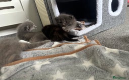 Maine Coon cats for sale: Kittens  - Image 24